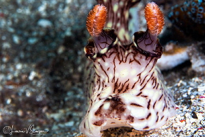 Jorunna rubescens/Photographed with a Canon 100 mm macro ... by Laurie Slawson 